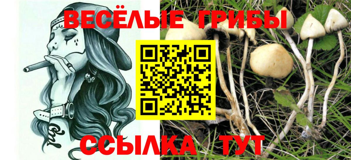 Железногорск  Псилоцибиновые грибы Psilocybe  Вход с VPN 